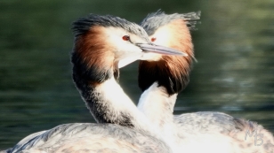 Marian Buurman - bij elkaar; Fuut  - 2026;04;03;maart;Fuut;vogel;vogels;paartje;verliefd;Jeannet;lingerzijde;